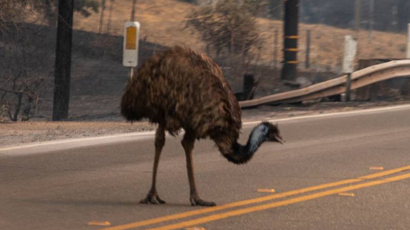 Richard was a 6-year-old female emu.
