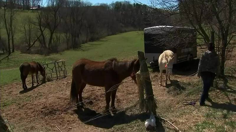 Man gets three years probation in animal cruelty case – WPXI