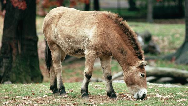 Endangered Przewalski’s horse born at Texas zoo
