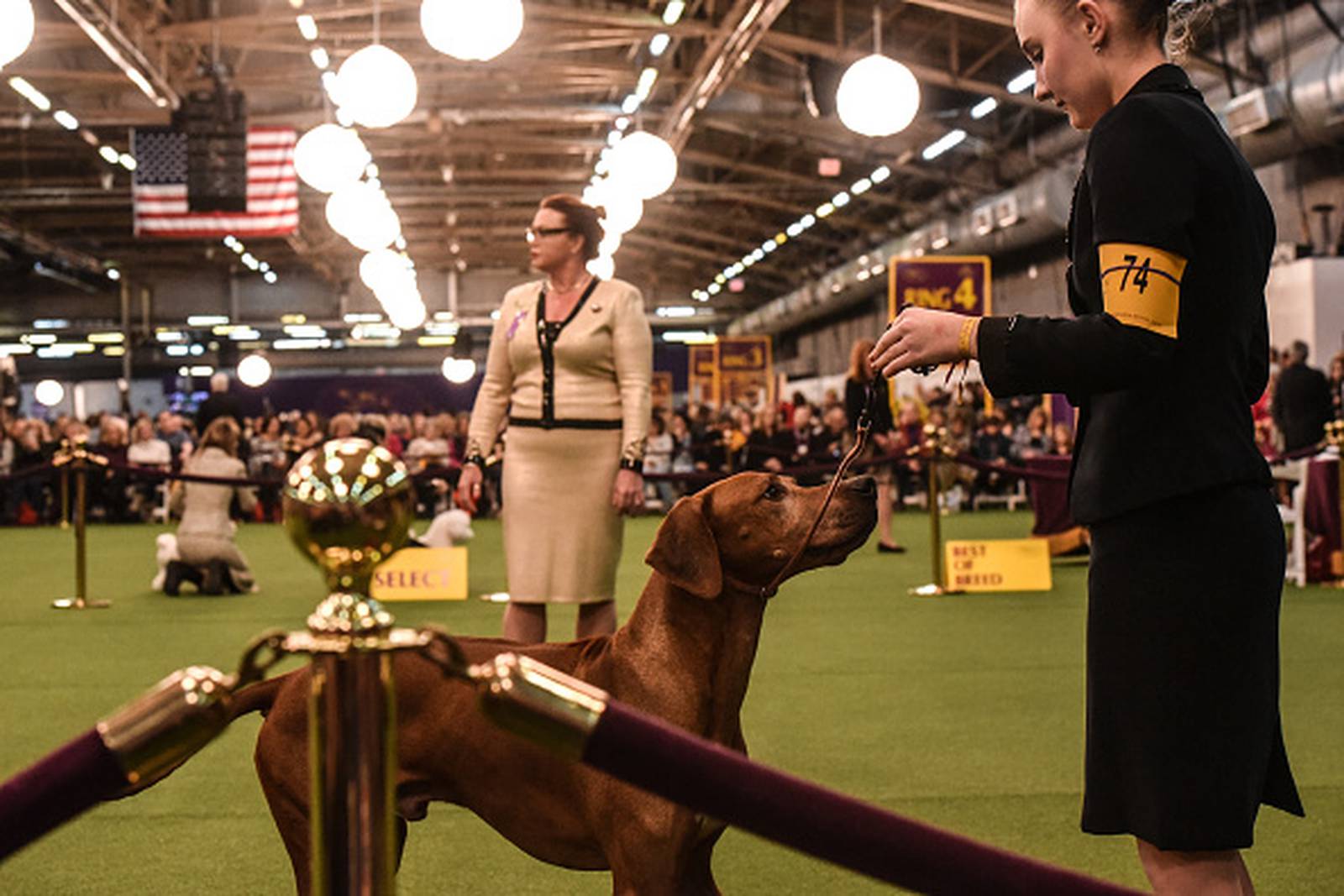 Westminster Dog Show 2020 See the best in show, group winners WPXI