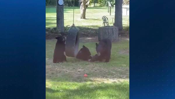 Bear cubs spotted playing in Butler County