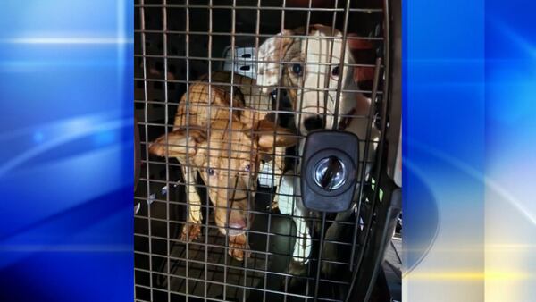 Nearly 20 animals rescued from abandoned house in Jeannette