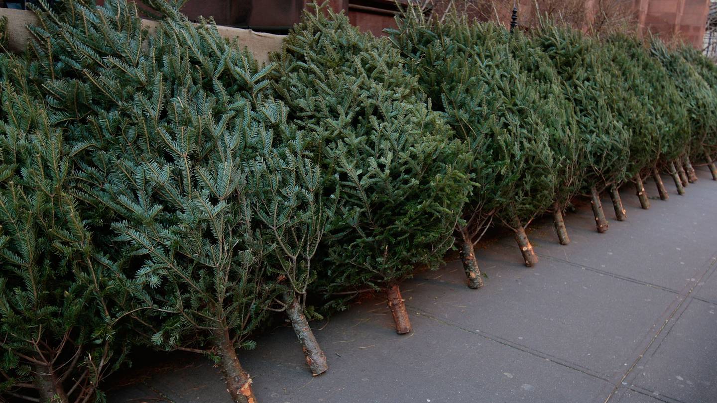 在匹兹堡市，你可以在这里回收活圣诞树