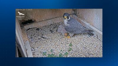 Falcon chick recently hatched at National Aviary dies from complications