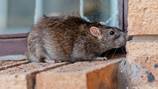 6-month-old baby nearly dies after 50 rat bites
