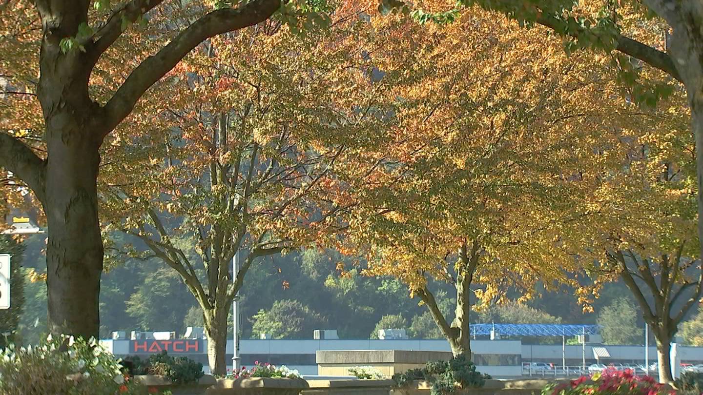 温暖天气导致秋叶变色过程减缓；以下是最佳观赏秋叶的时间