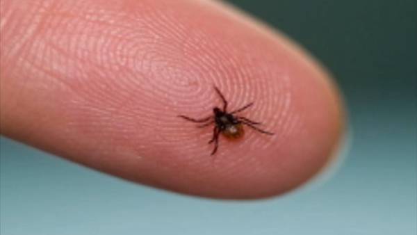 It’s tick season: Here’s what you need to know about protecting yourself & your pets