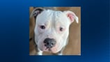 Westmoreland County shelter offering cash reward for information about suspicious dog death 