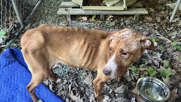 Crescent Township police looking for car seen abandoning malnourished dog