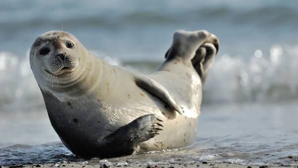 Officials: Large number of seal deaths linked to bird flu in Maine