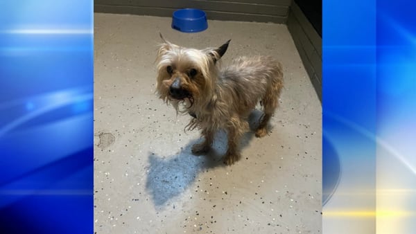 Dog found by train tracks in Beaver Falls, police looking for owner