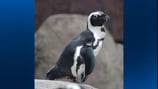 National Aviary mourning loss of its first penguin, Stanley