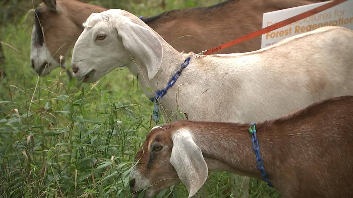 Goats sent to Frick Park to restore forest, eat invasive plants