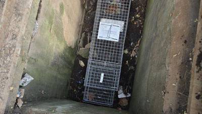 PHOTOS: Kitten rescued from sewer in Pittsburgh’s Squirrel Hill neighborhood