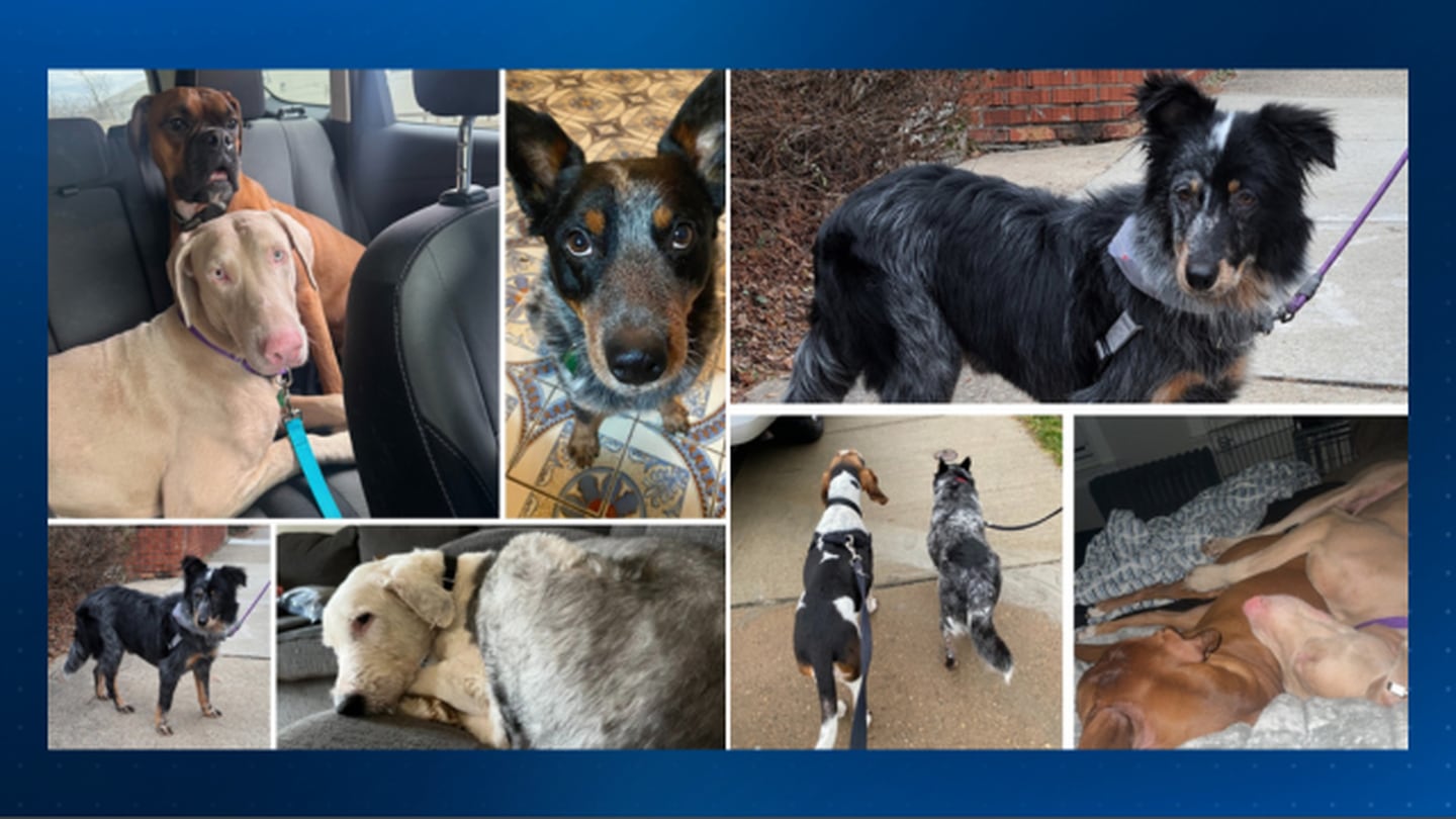 阿姆斯特朗县的30只狗都被收养了，匹兹堡人道动物救援中心表示