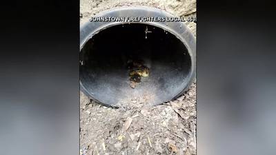 Pa. firefighters rescue ducklings after they fell into storm drain