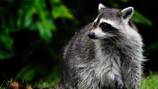 Ben Avon couple charged for allegedly drowning baby raccoon