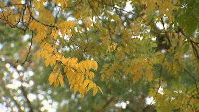 Fall-like weather continues on Sunday; warmer temperatures return next week (9/8/24)