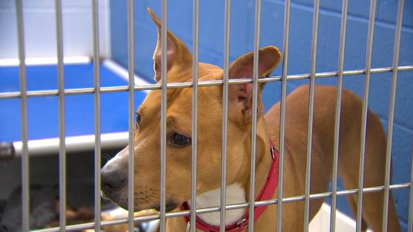 Pittsburgh animal rescue helping pet owners, other rescues overwhelmed during pandemic