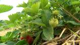 Soergel Orchards in Wexford cancels Strawberry Festival due to high temps, lack of rain