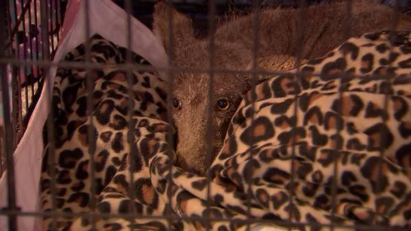 Maybe a dog, maybe a coyote: Perplexing animal escapes from local wildlife rescue
