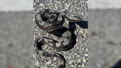 Florida woman throws rubber snake at deputies after high-speed chase