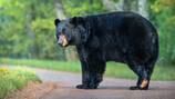 Bear that attacked young children caught and euthanized, officials say