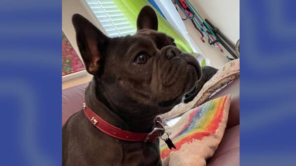 South Florida couple accused of kidnapping French bulldog, blackmailing owner