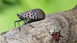 Greene County added to Pennsylvania spotted lanternfly quarantine list 