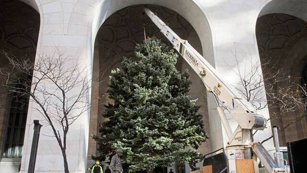 Pittsburgh Public Works searching for holiday tree to be displayed at City-County Building