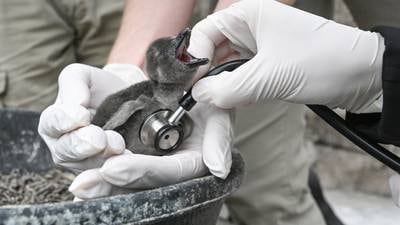 PHOTOS: Endangered African Penguin chick hatches at National Aviary