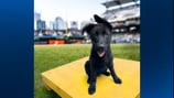 Pirates need your help naming new team dog!