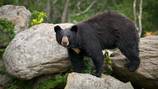 3-year-old girl in tent attacked by black bear