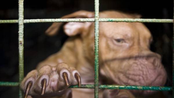 20 arrested, 305 dogs rescued after feds take down dogfighting ring in SC