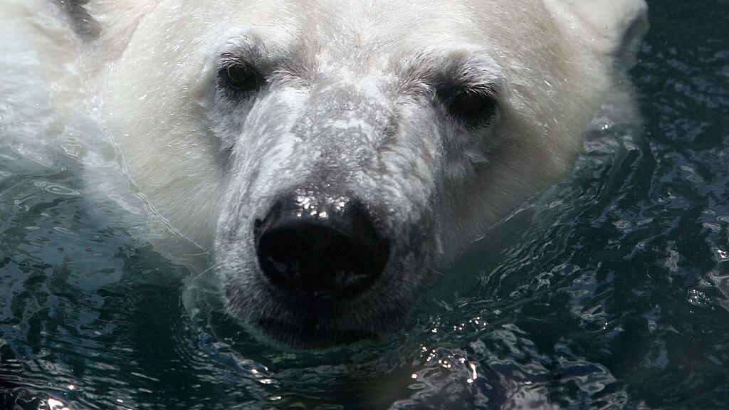 FILE PHOTO: A polar bear was killed during mating at the Detroit Zoo.