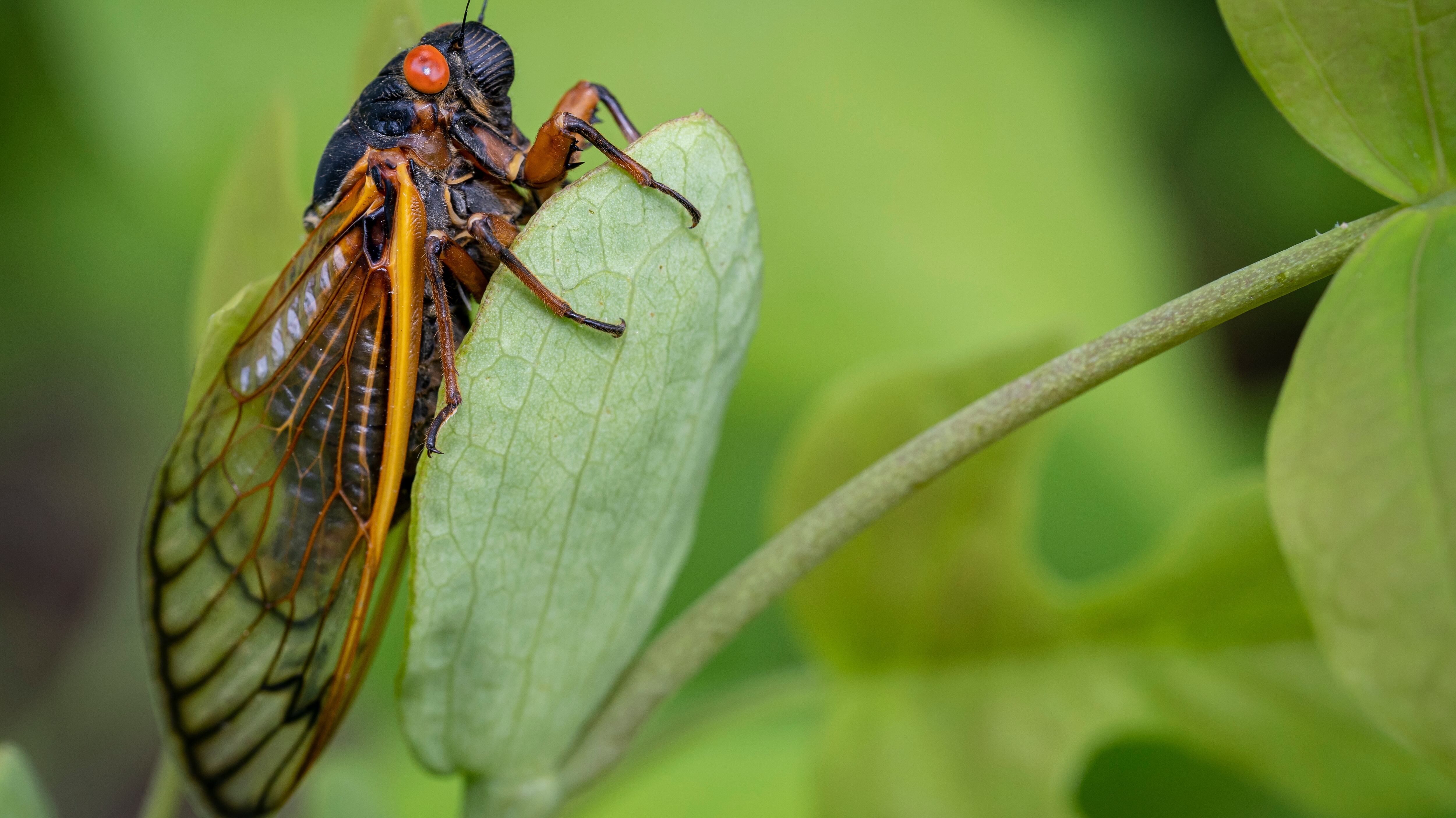 Alarmed residents have been calling law enforcement after hearing some high-pitched noises in Newberry, South Carolina.