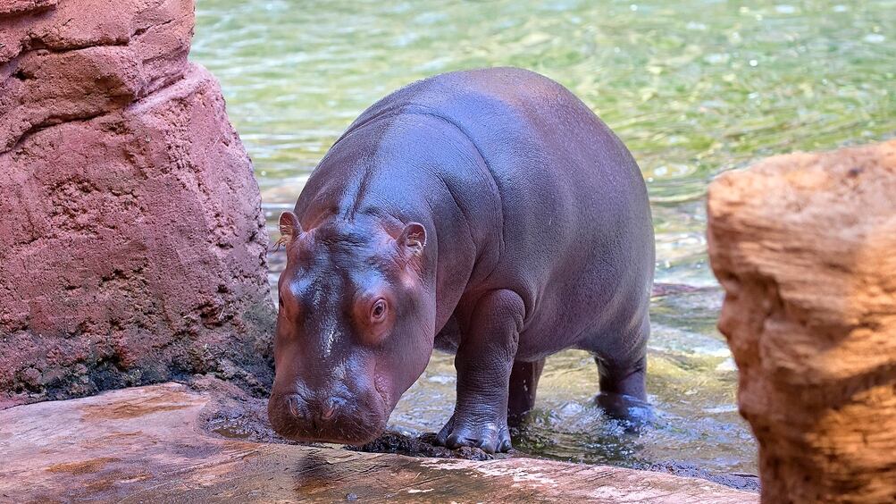 Zoo welcomes baby pygmy hippopotamus just in time for the holiday