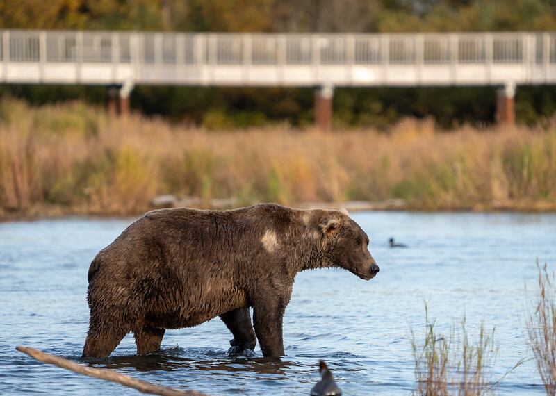 Fat bear week