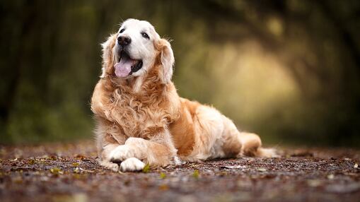 Golden retriever