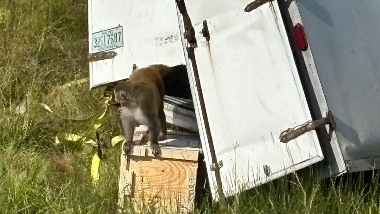 A group of rhesus monkeys was being transferred when the truck crashed and overturned.