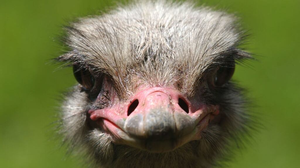 Topeka Zoo and Conservation in Kansas announced Friday that an ostrich died.