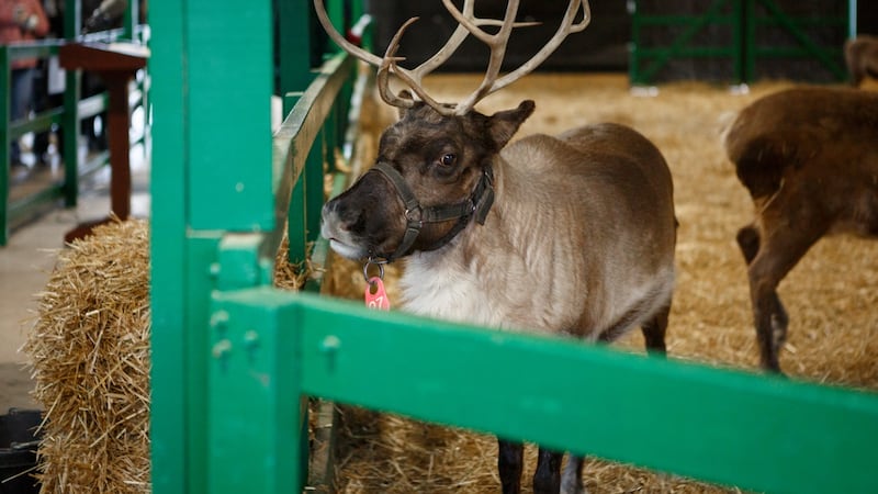 PHOTOS: Santa’s reindeer receive clean bill of health from experts, ready to deliver gifts in Pennsylvania