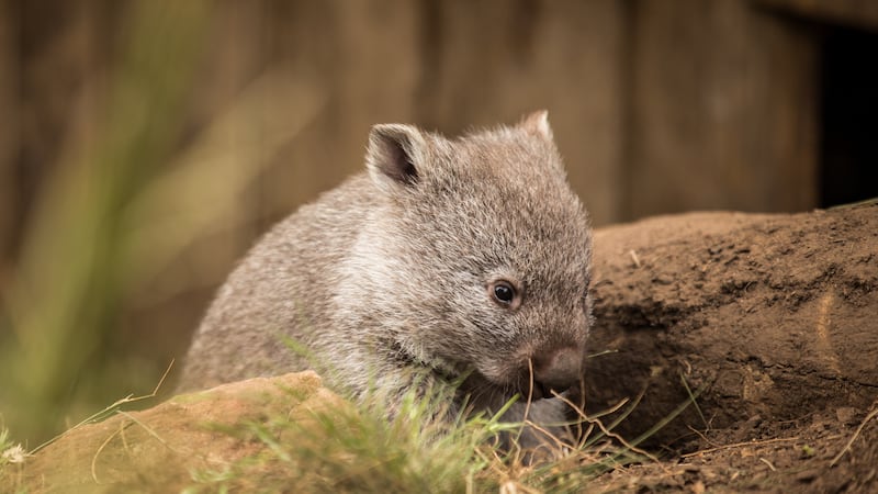 American influencer picks up wild baby wombat
