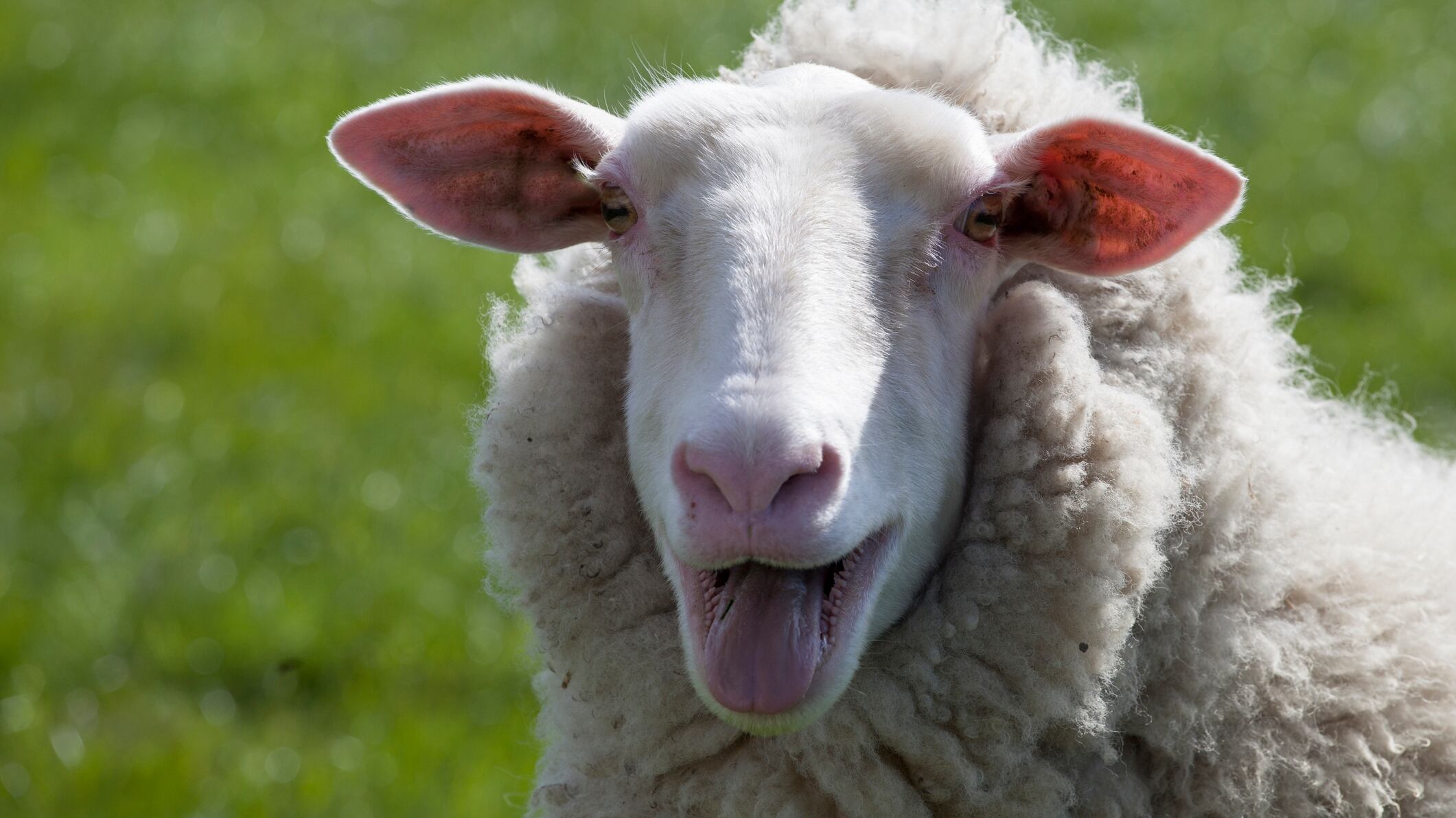 FILE PHOTO: A wild sheep was found with matted fleece. The wool weighed about 78 pounds.