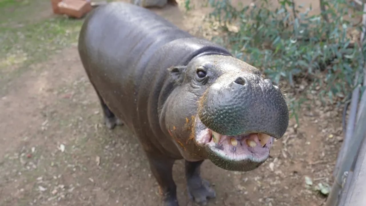 Hannah Shirley became the oldest pygmy hippo in managed care.