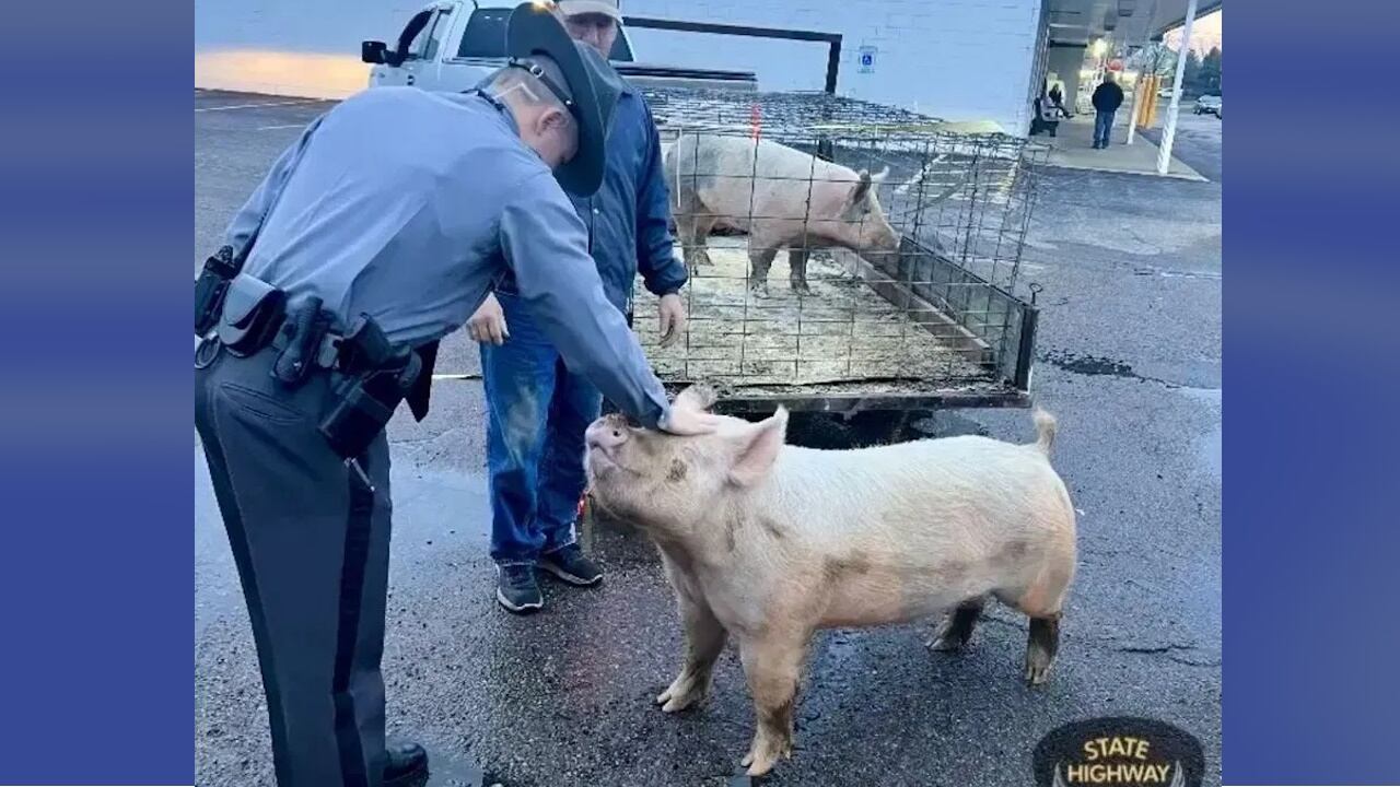 Ohio State Highway Patrol and pig.