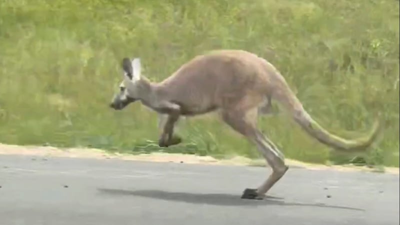 Kangaroo named Sheila brings highway to standstill