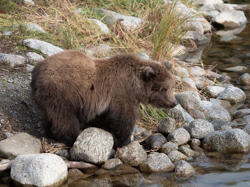 Fat bear week