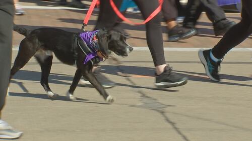 Hundreds of families walk and enjoy activities during the 54th annual March for Babies Walk on Pittsburgh's North Shore.