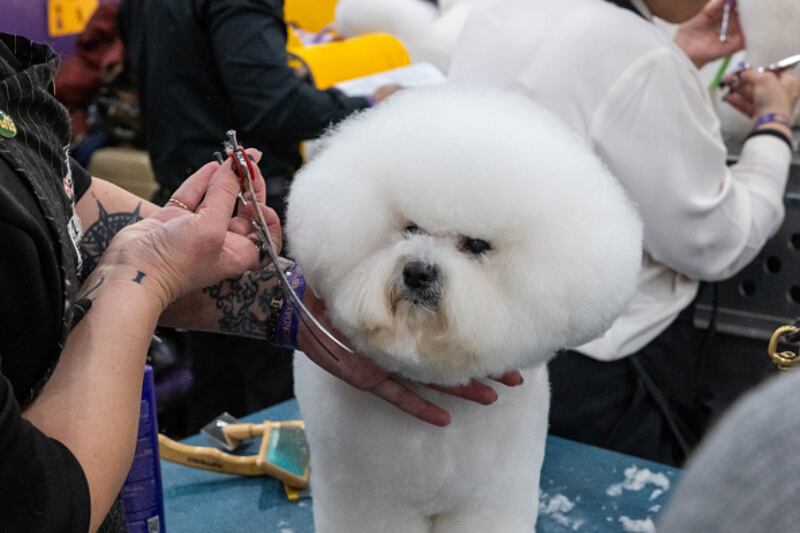 Dog
